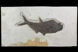 Fossil Fish (Diplomystus) On Rock - Wyoming #70884-1